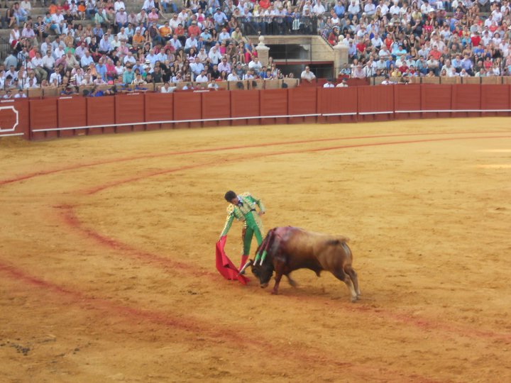 bull fight sevilla 1